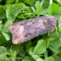 dark sword-grass (Agrotis ipsilon) Kenneth Noble